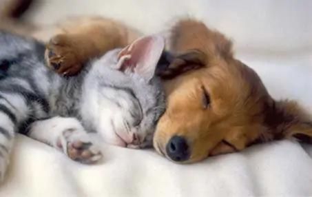 Puppy & Kitten Care