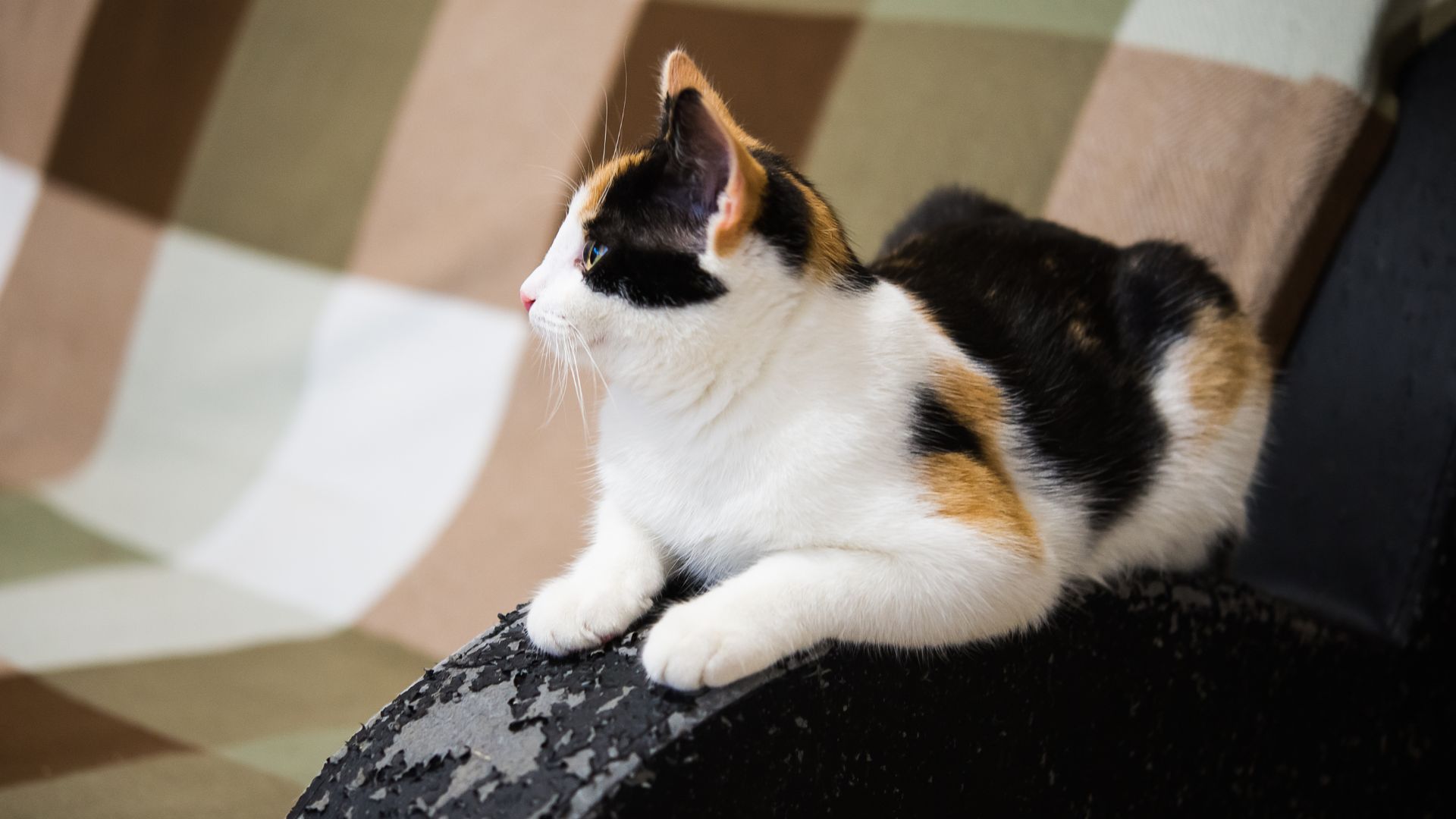 How To Stop Your Cat From Scratching The Sofa Long Valley Animal Hospital