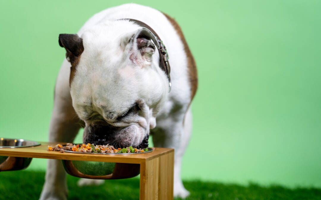 Bulldog eating a bowl of food