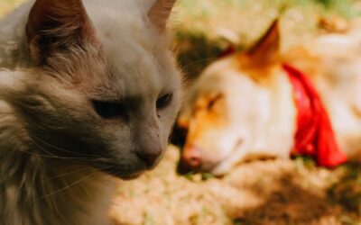 Are my Pets Safe from Rabies?