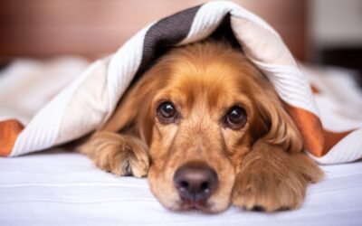 Spotting Osteoarthritis Symptoms in Your Pet