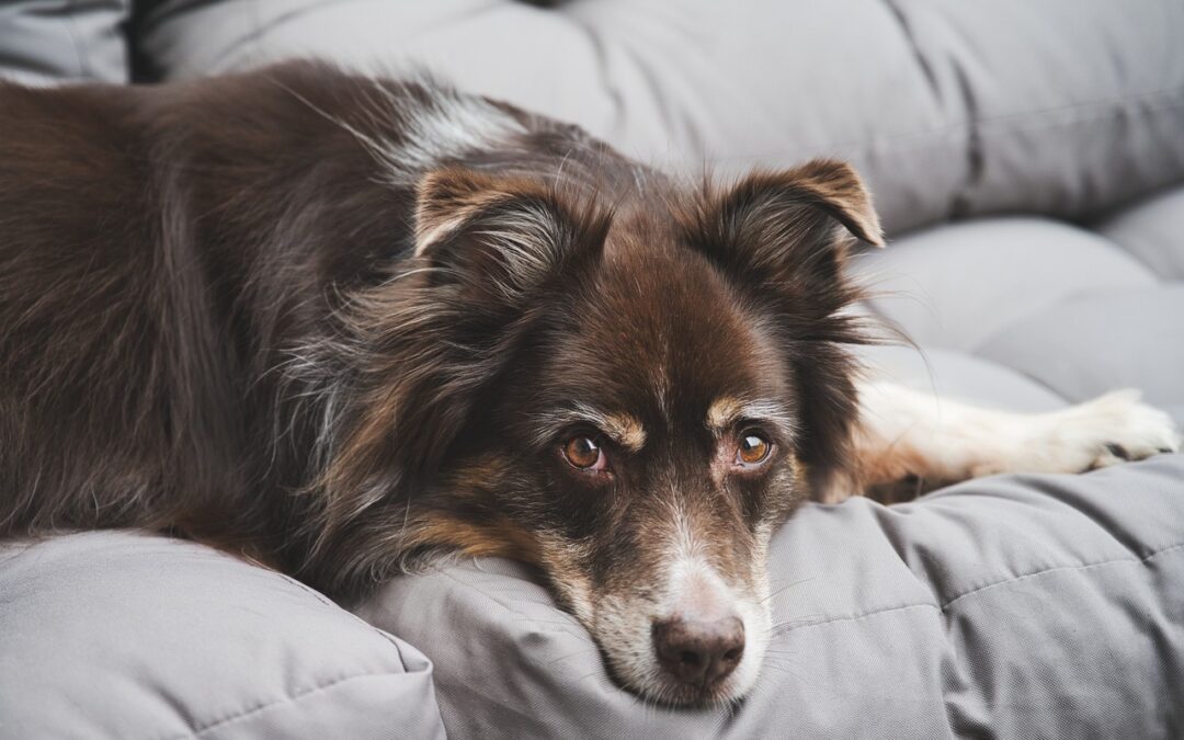 Australian shepherd on couch