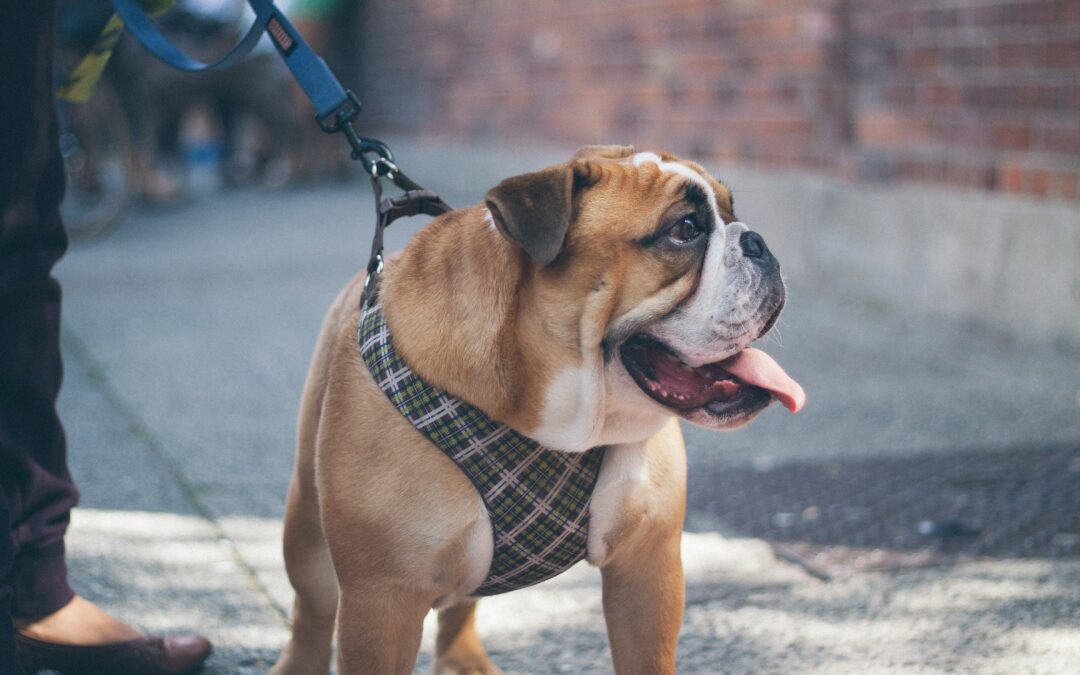 Brown English bulldog on a leash going for a walk