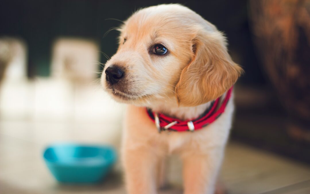 A golden retriever puppy wearing a red collar, standing near a blue bowl