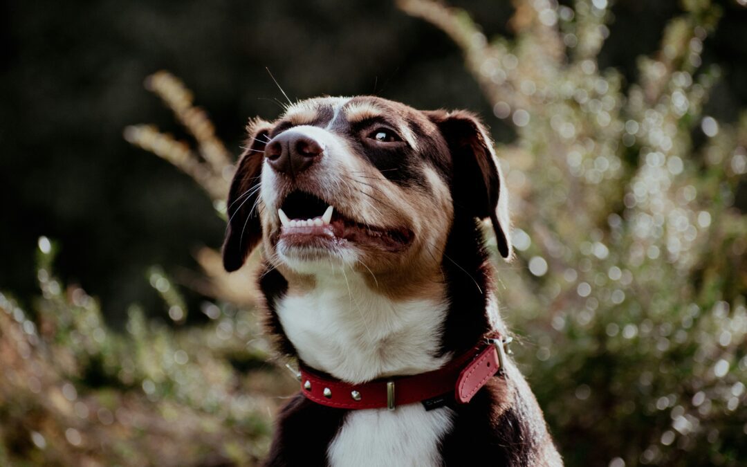 Brown and white dog smiling